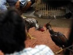 Belum Genap 100 Hari Program Kerja Presiden, Judi Sabung Ayam, Dadu, Cap Jiki di Wilayah Hukum Polres Malang Kembali Merajalela